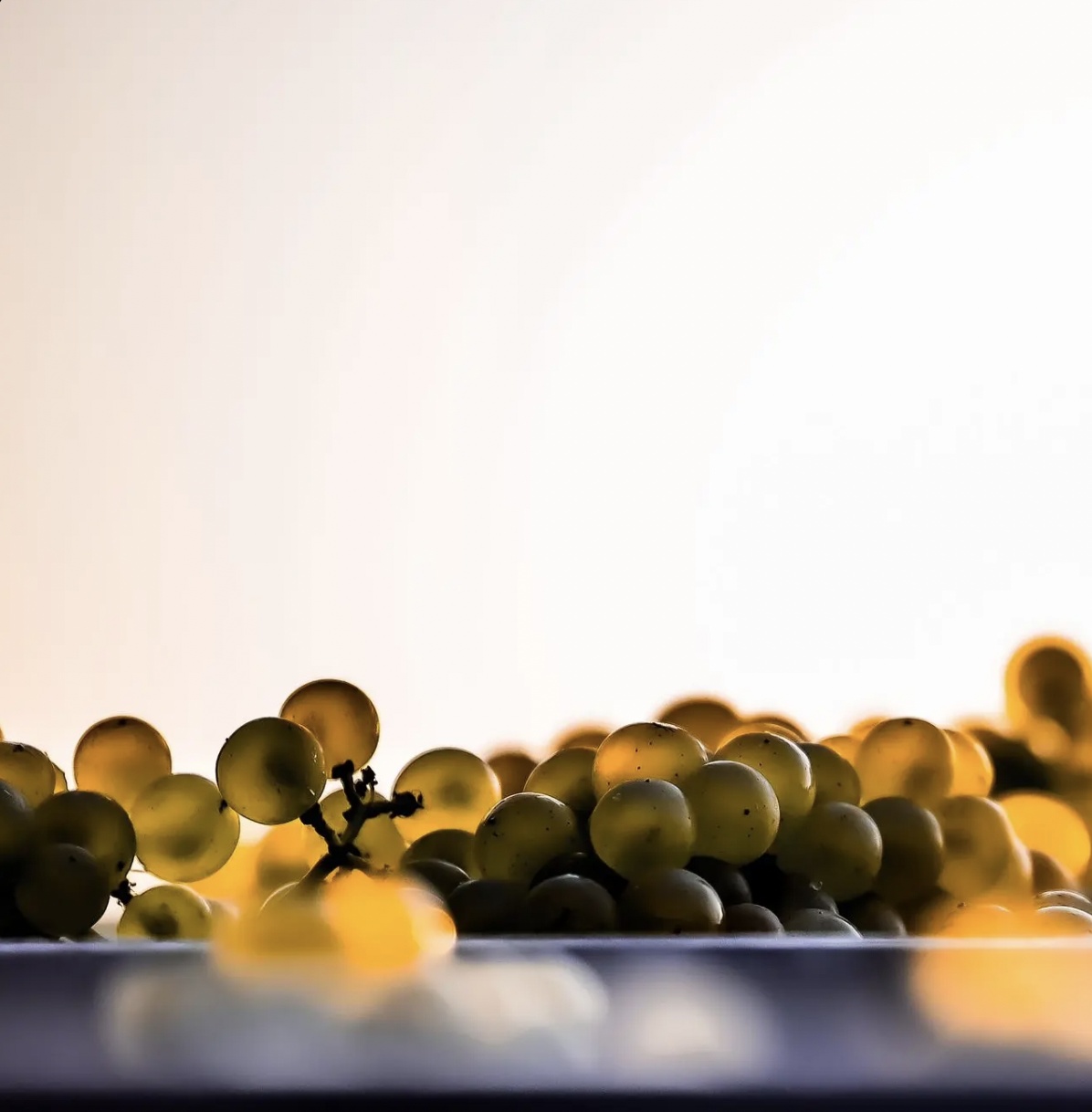 Grappes de chardonnay en contre-jour – Champagne Crété Chamberlin