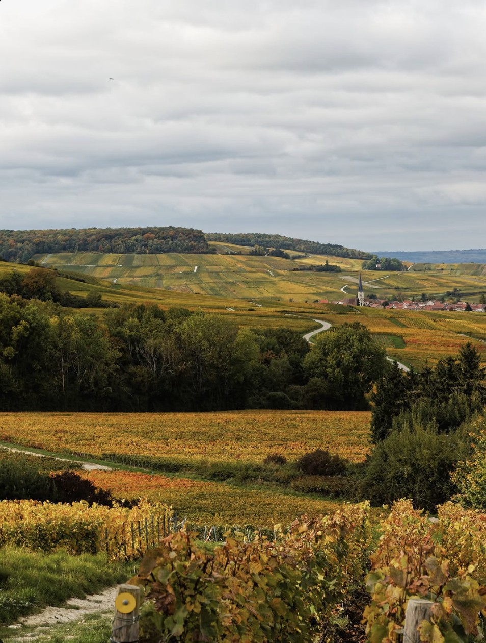 Coteaux de vignes aux couleurs d'automne, Montagne de Reims – Champagne François Secondé