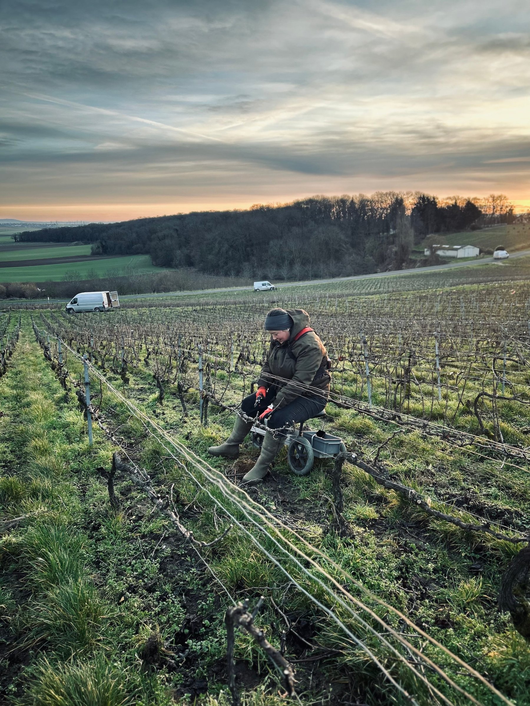 Taille de la vigne au coucher du soleil, Petite Montagne de Reims – Champagne Jacquinet-Dumez