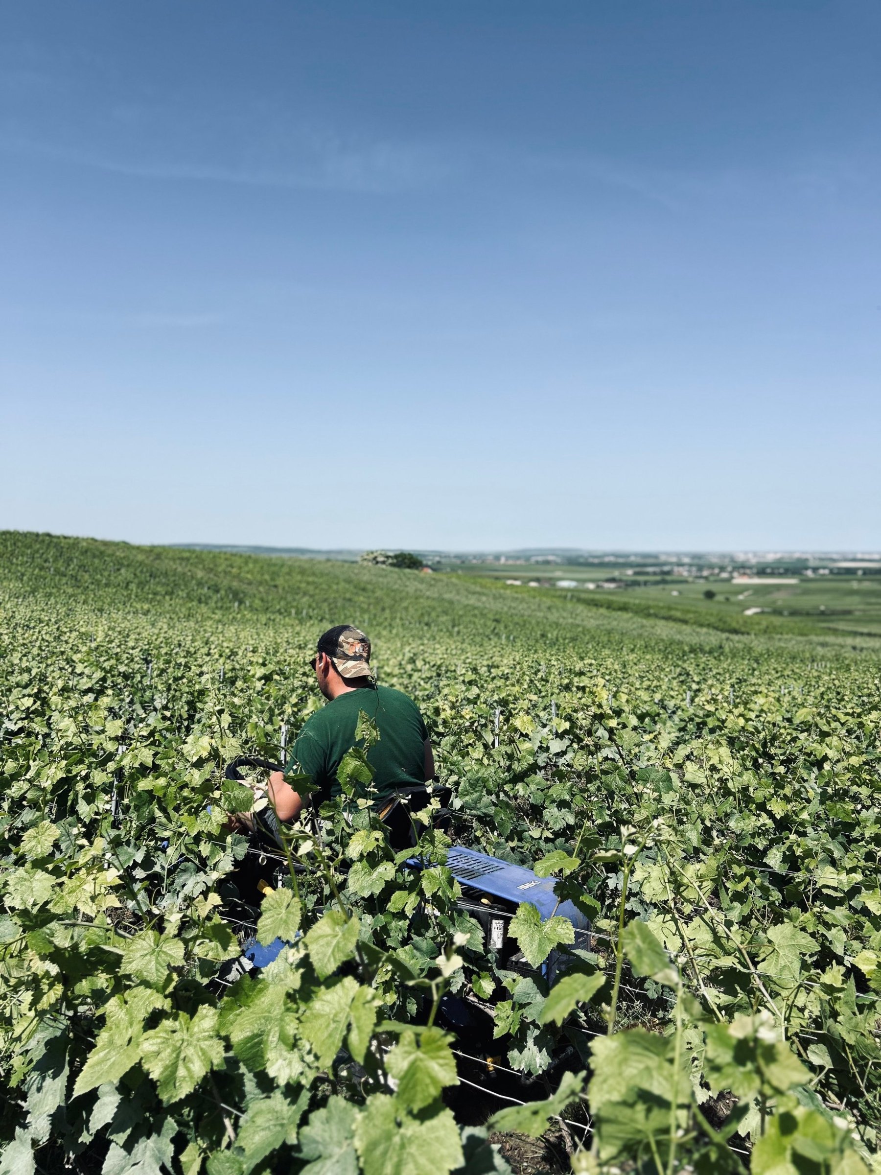 Travail dans les vignes au printemps, Petite Montagne de Reims – Champagne Jacquinet-Dumez