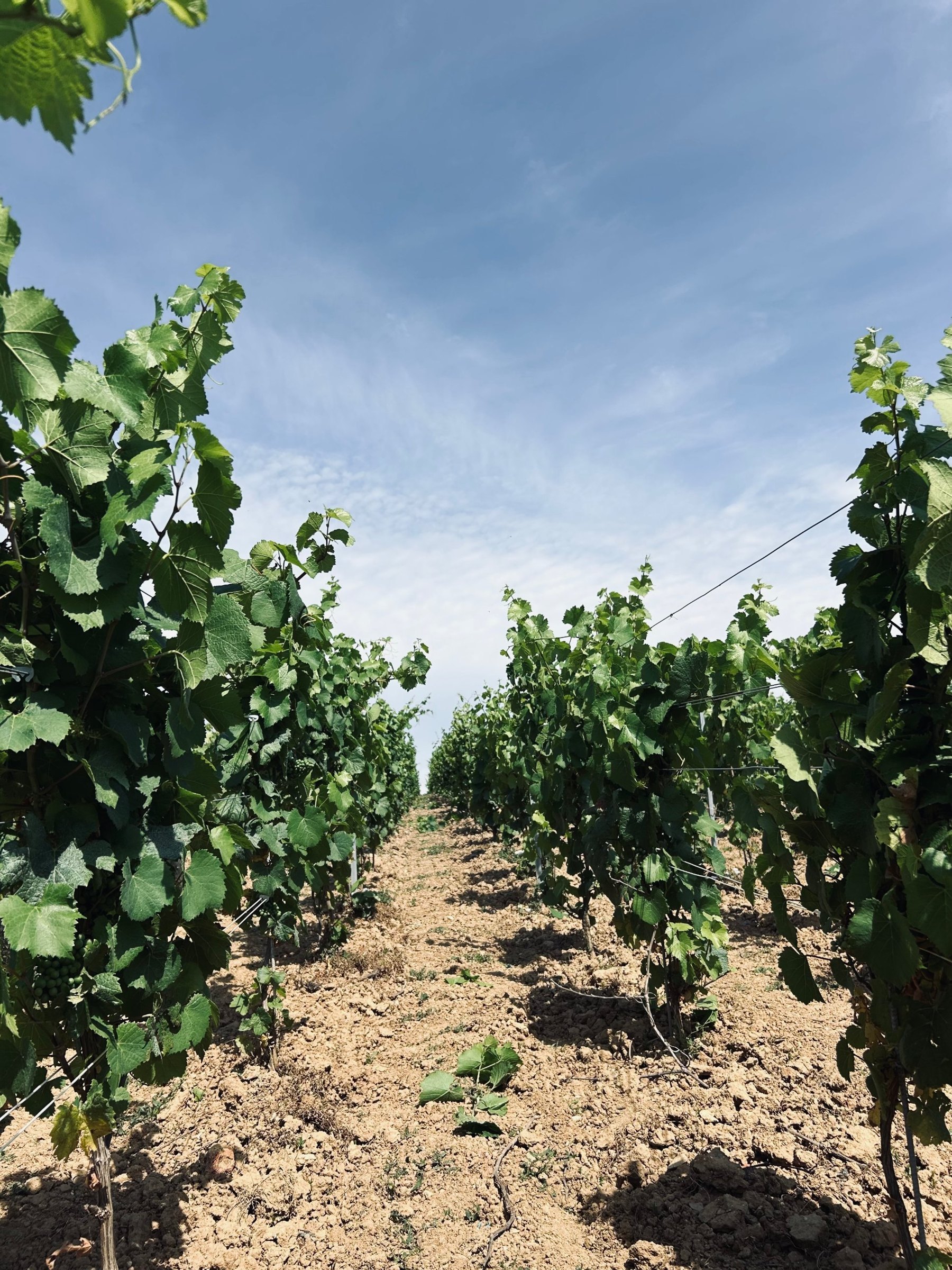 Rangs de vignes sous le ciel, Petite Montagne de Reims – Champagne Jacquinet-Dumez