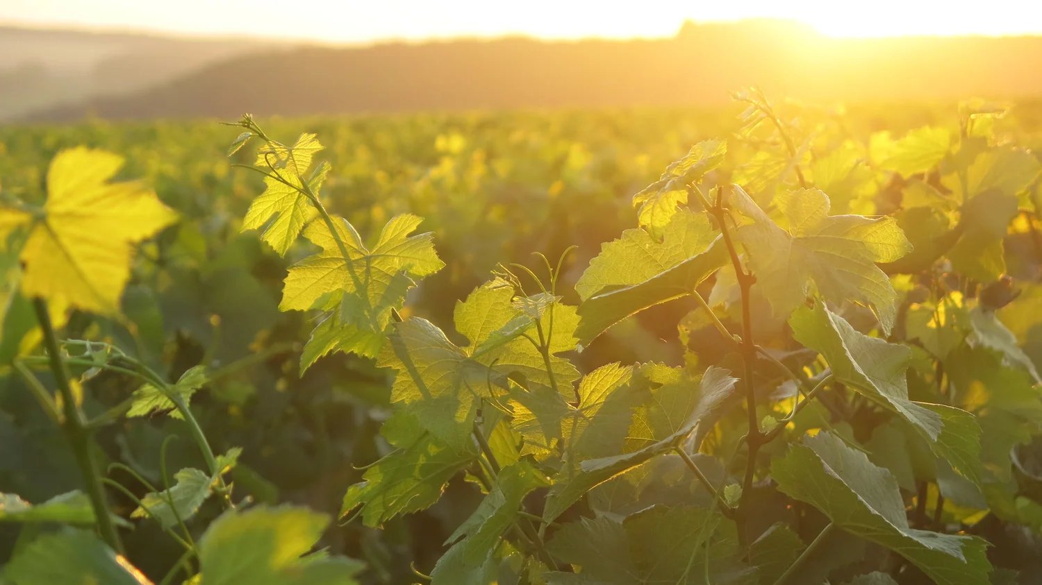 Feuilles de vigne au soleil couchant, Côte des Bar – Champagne Laculle Frères