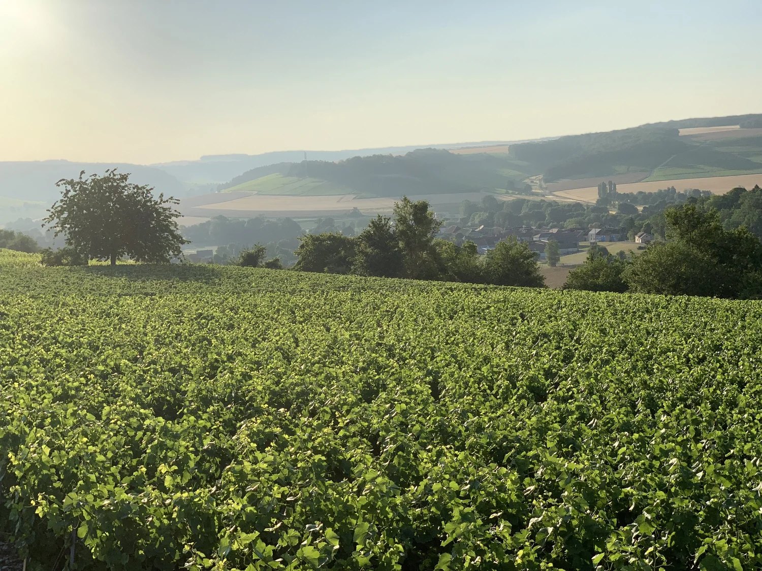 Coteau de vignes et village dans la vallée, Côte des Bar – Champagne Laculle Frères