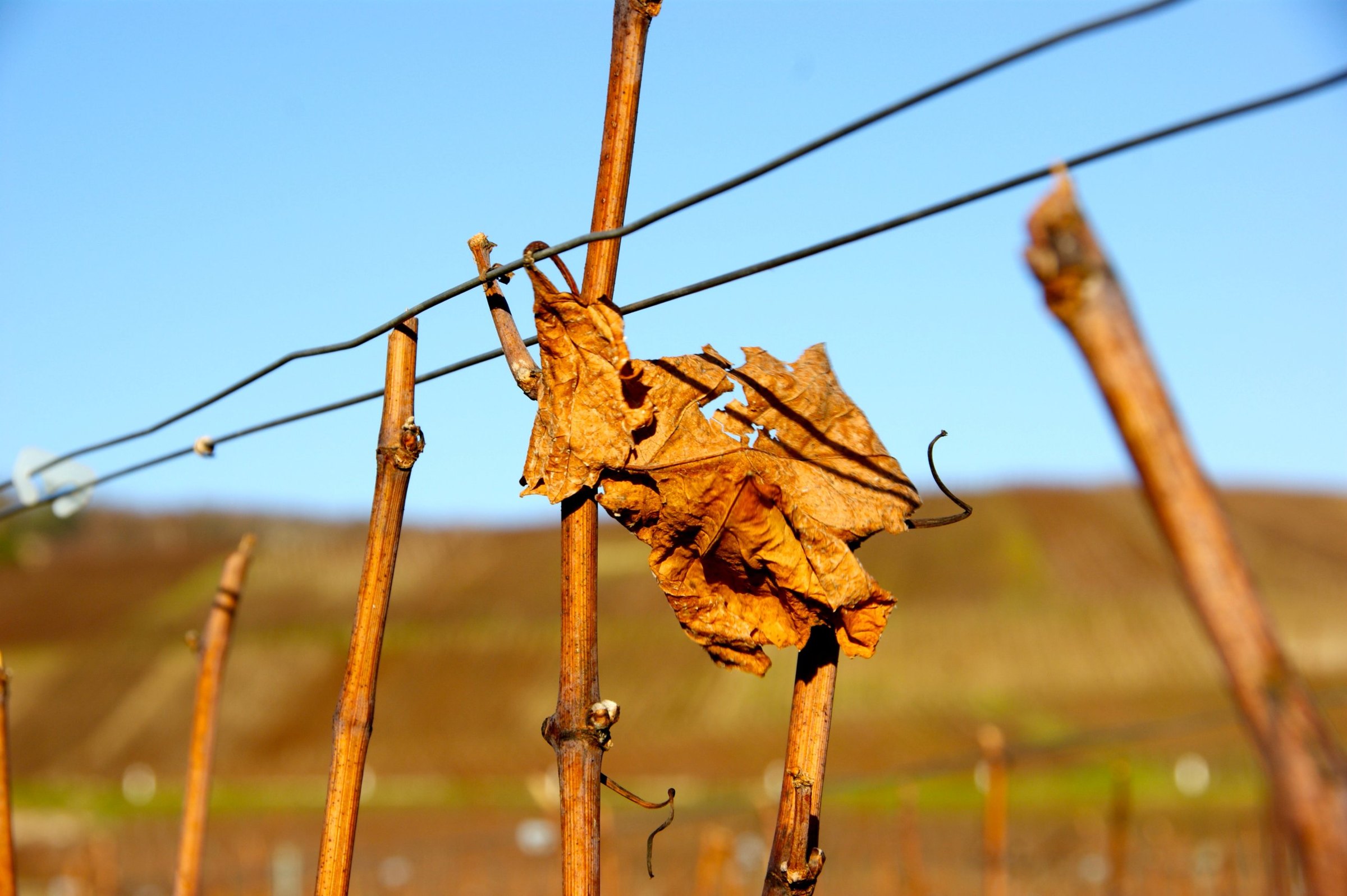 Feuille de vigne d’automne sur le palissage