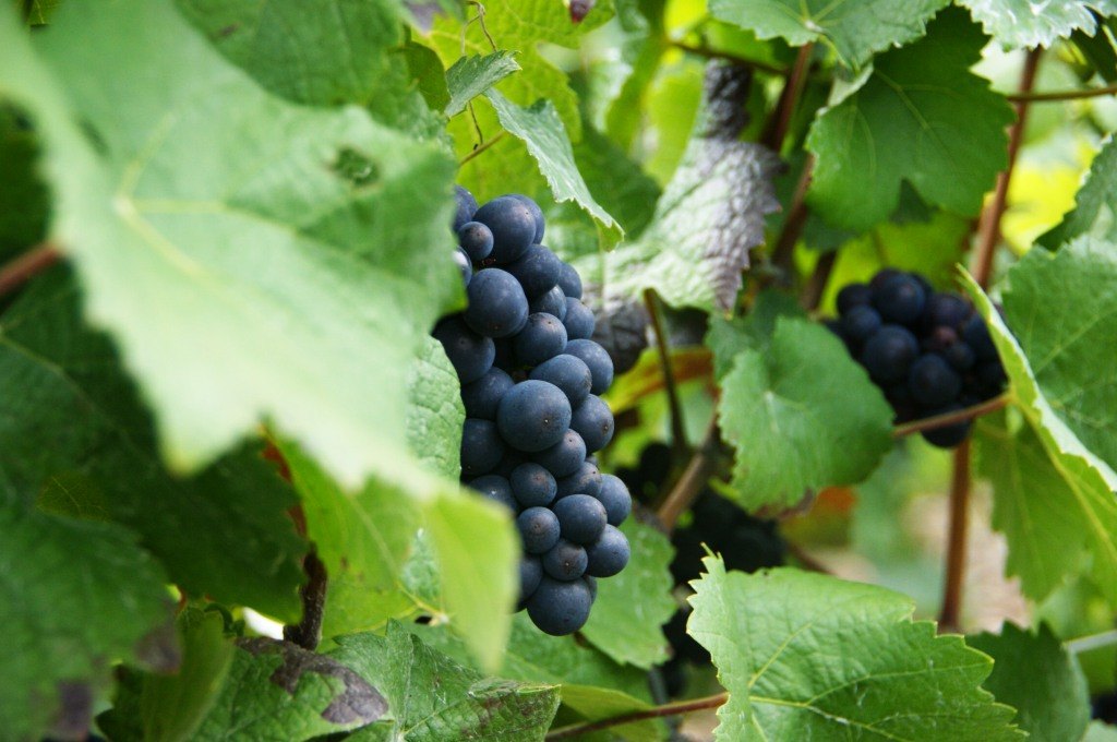 Grappe de pinot noir sur la vigne