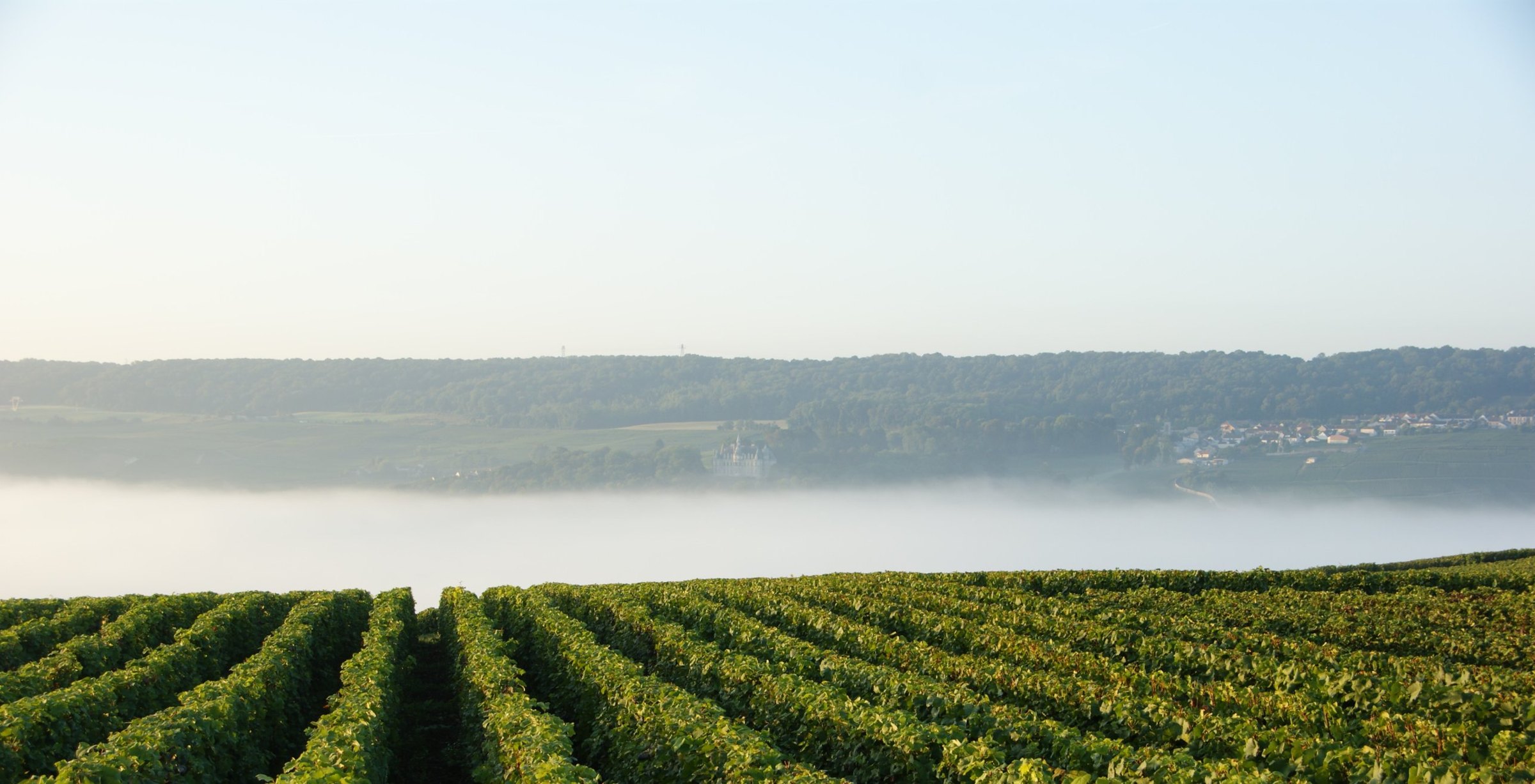 Rangs de vigne au-dessus de la Vallée de la Marne dans la brume du matin