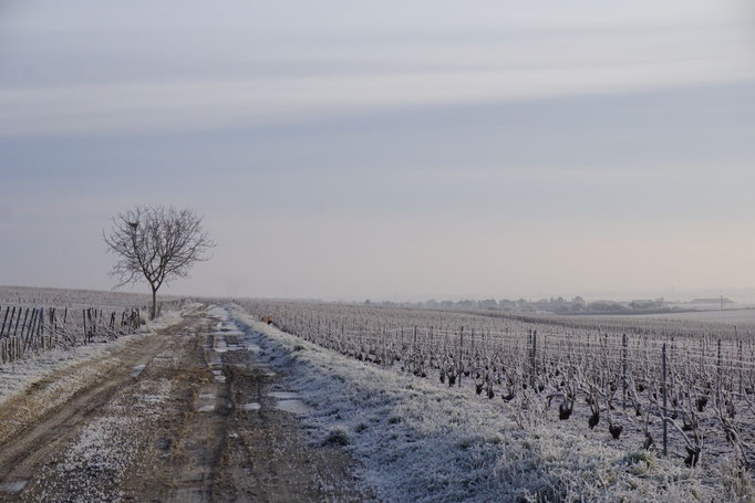 Chemin entre les vignes givrées en hiver, Côte des Blancs – Champagne Paul Launois