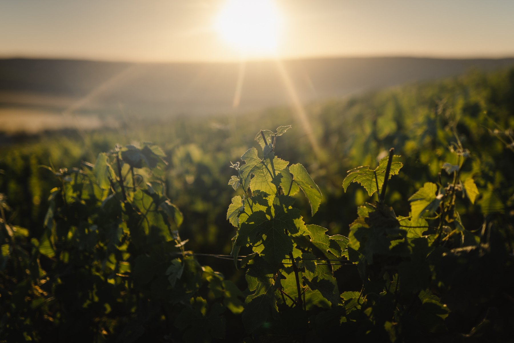 Soleil couchant sur les rangs de vigne