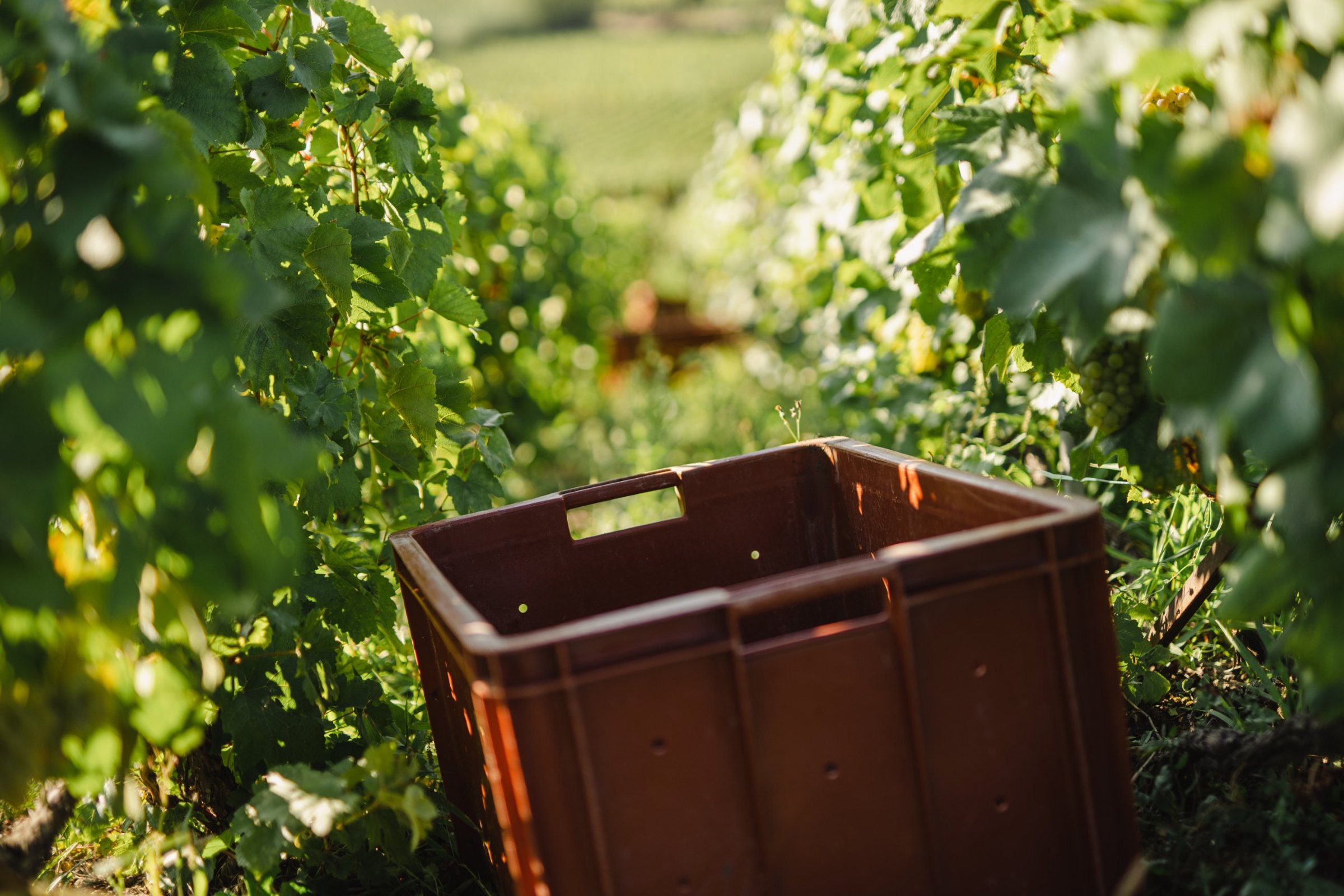 Caisse de vendange posée entre les rangs de vigne