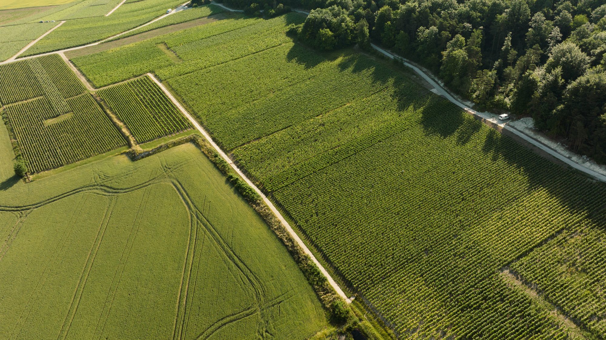 Parcelles de vignes vues du ciel – Champagne Saint Philibert