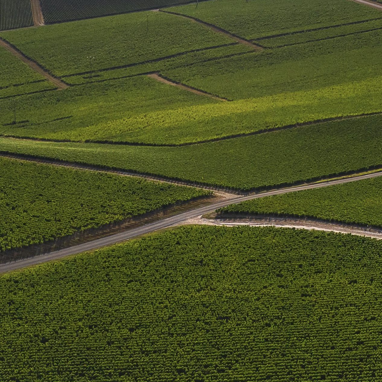 Parcelles de vignes vues du ciel, Côte de Sézanne