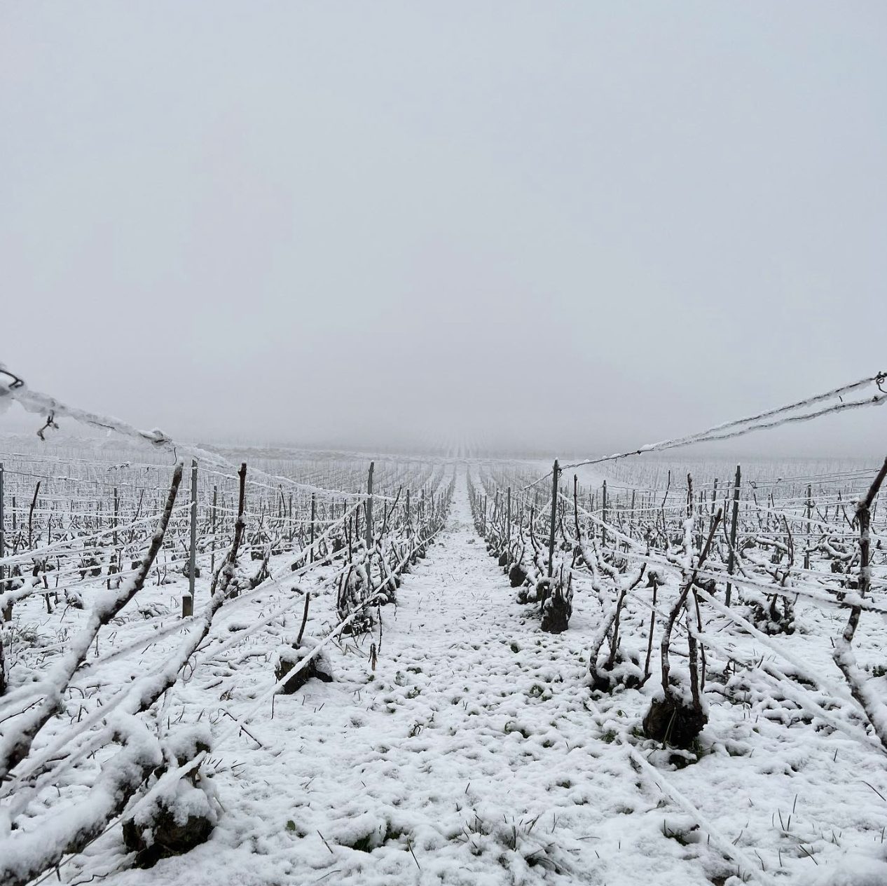 Rangs de vignes sous la neige en hiver, Côte de Sézanne