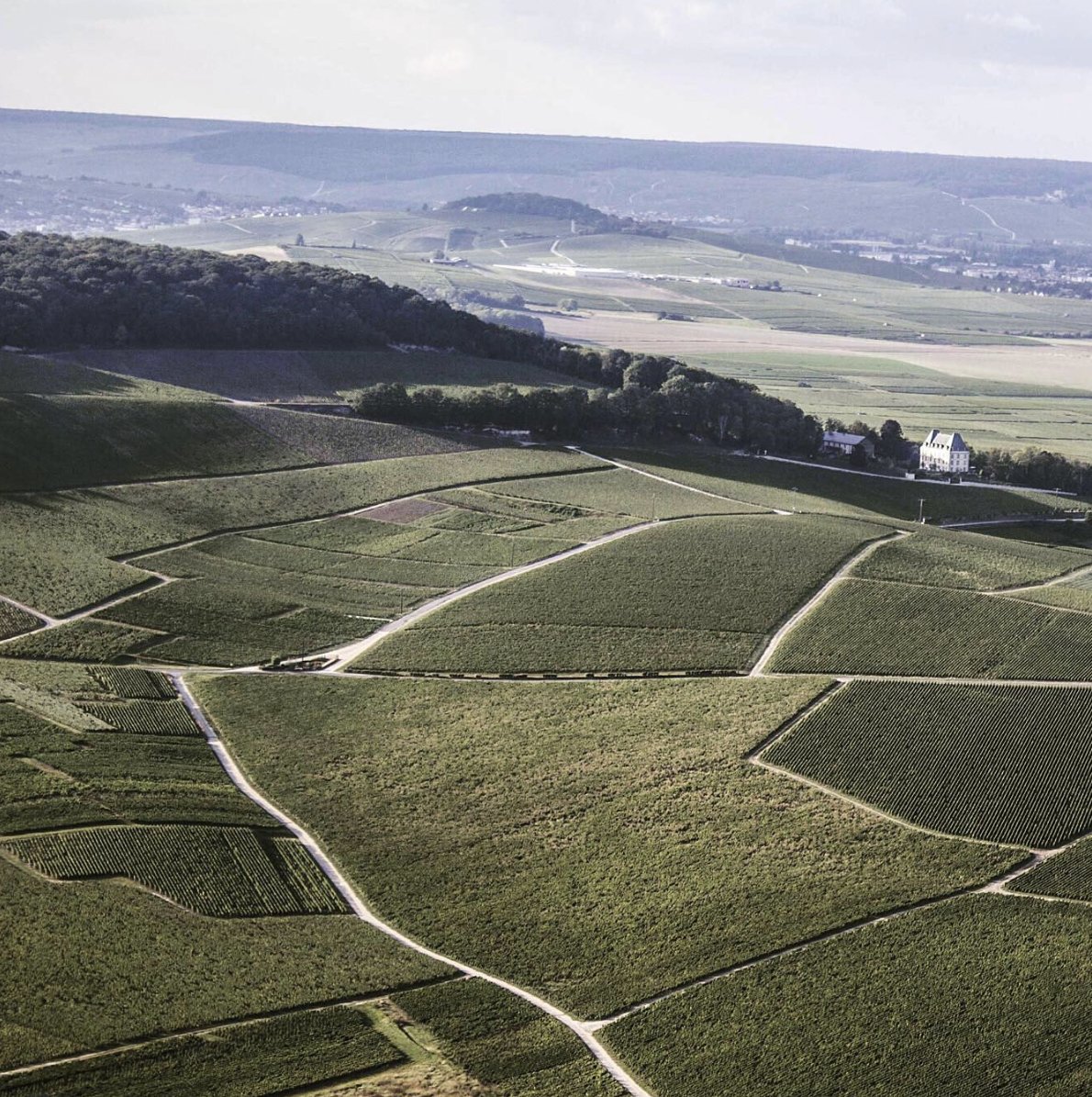 Coteaux de vignes d’Avize vus du ciel, en lisière du bois, Côte des Blancs