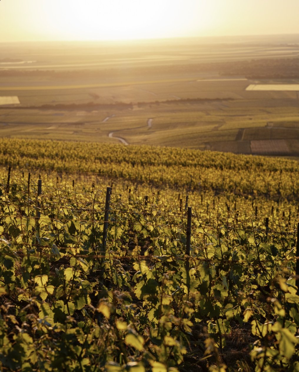 Coteau de vignes dans la lumière du soir face à la plaine, Côte des Blancs