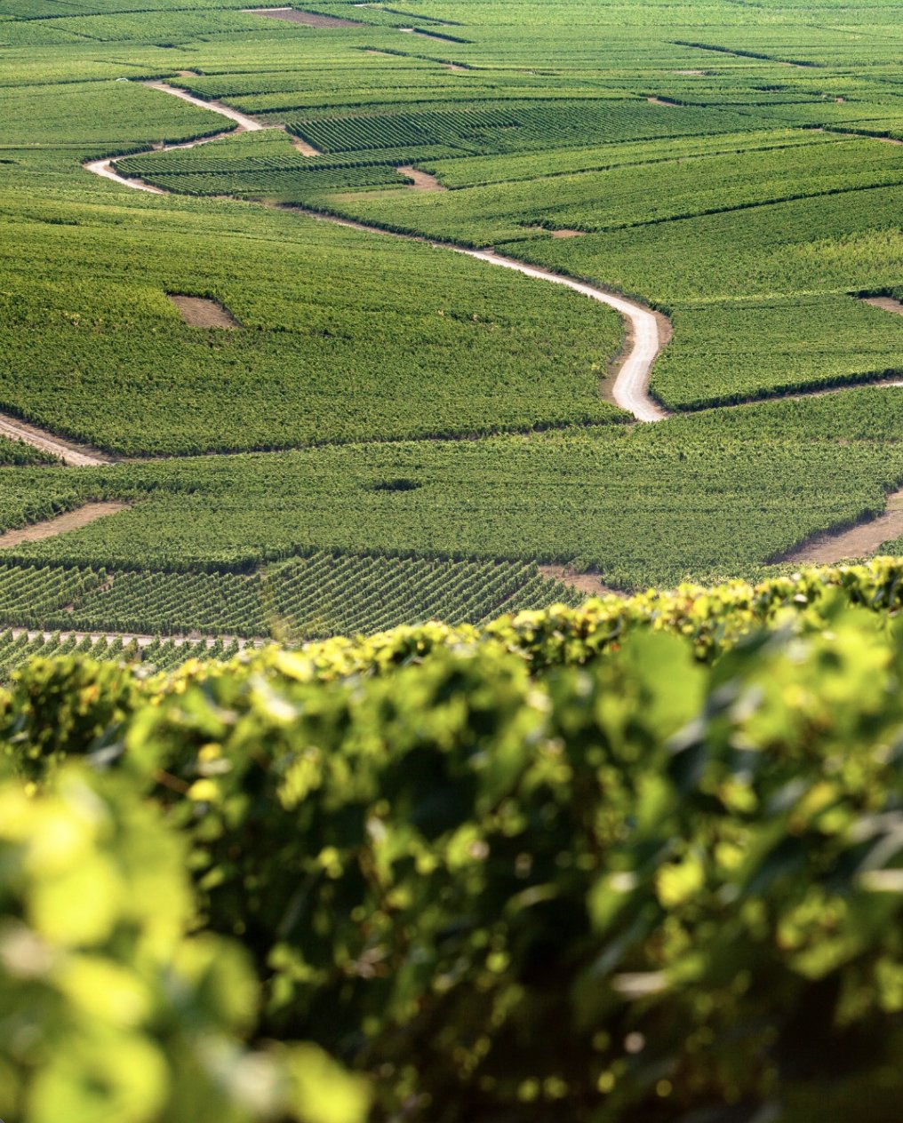 Coteaux de vignes traversés de chemins blancs, Côte des Blancs