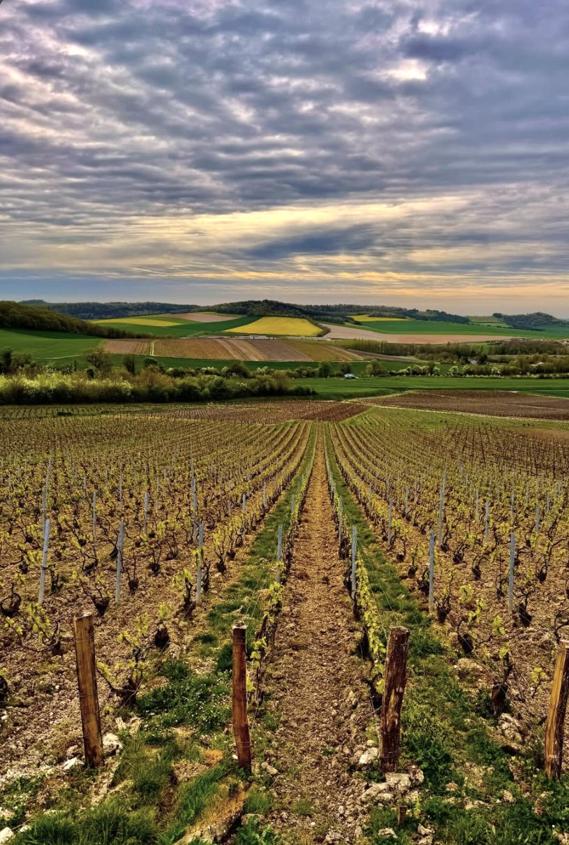 Rangs de vignes au printemps à Avenay-Val-d’Or, avec champs et bois au loin, Grande Vallée de la Marne