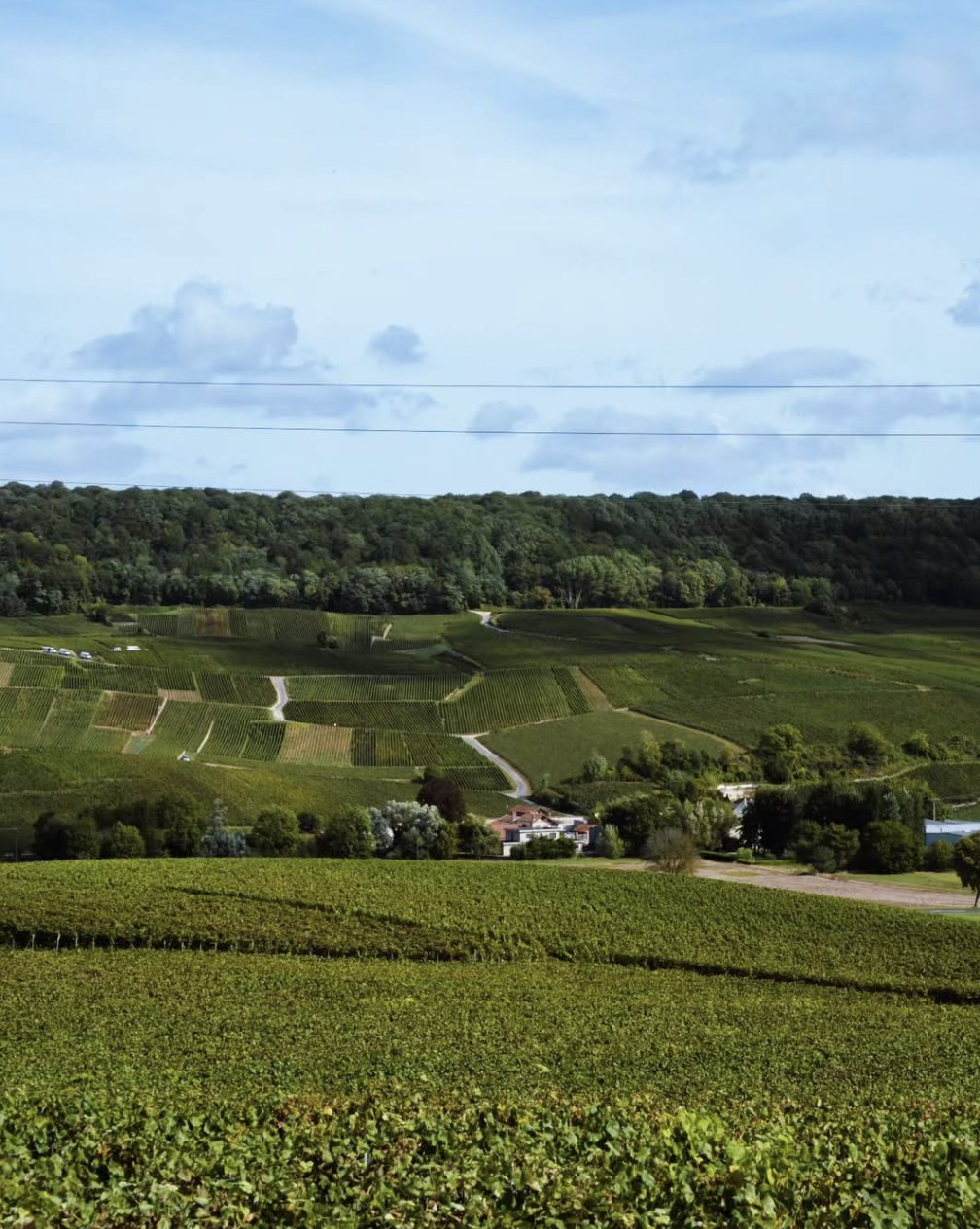 Coteaux de vignes au pied du bois, au sud d’Épernay
