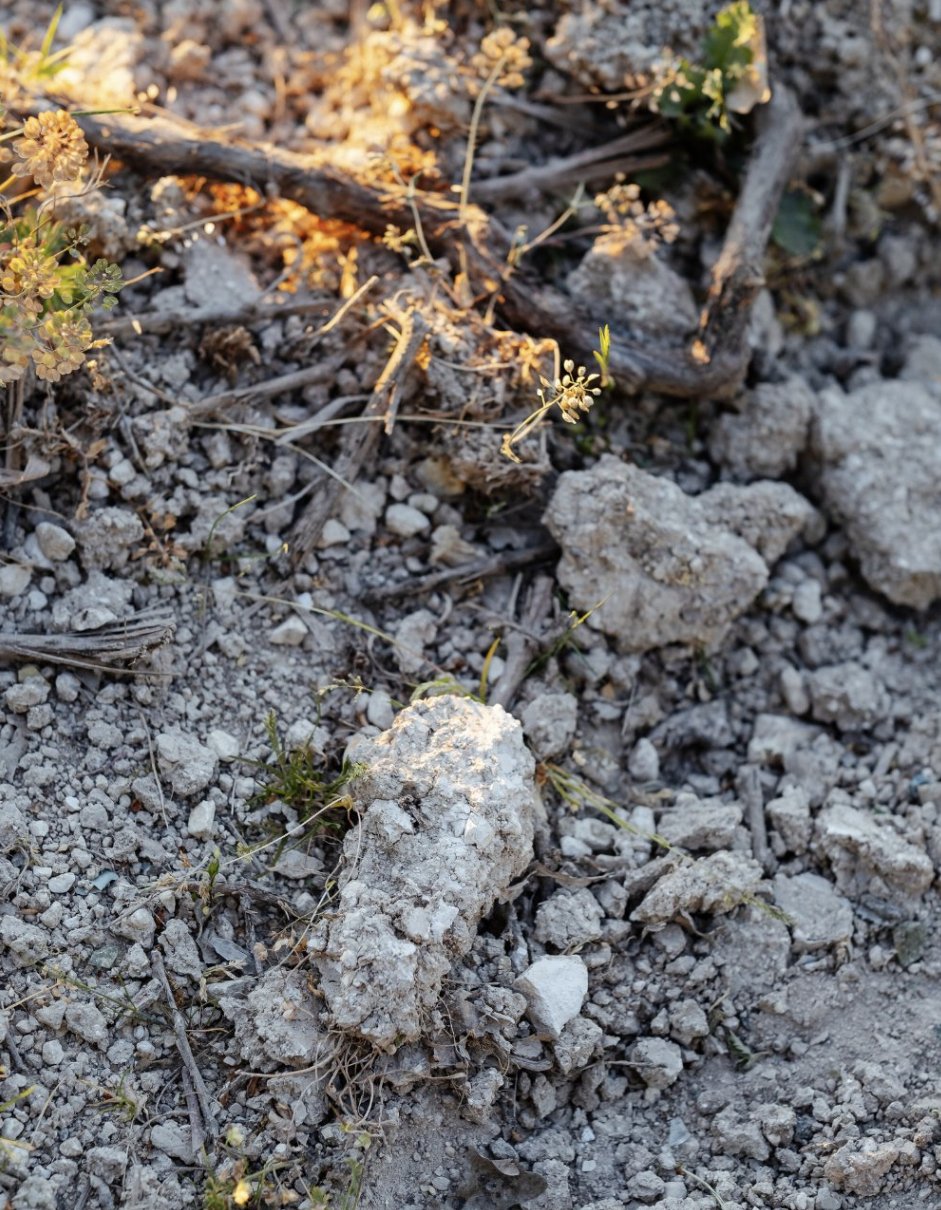 Sol de craie blanche entre les ceps de vigne