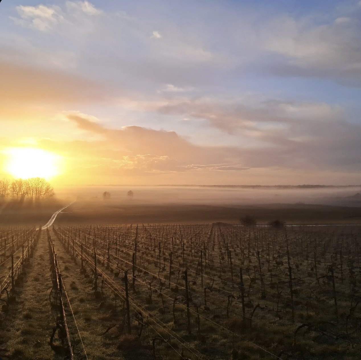 Vignes au lever du soleil dans la brume, Coteaux du Petit Morin à Congy