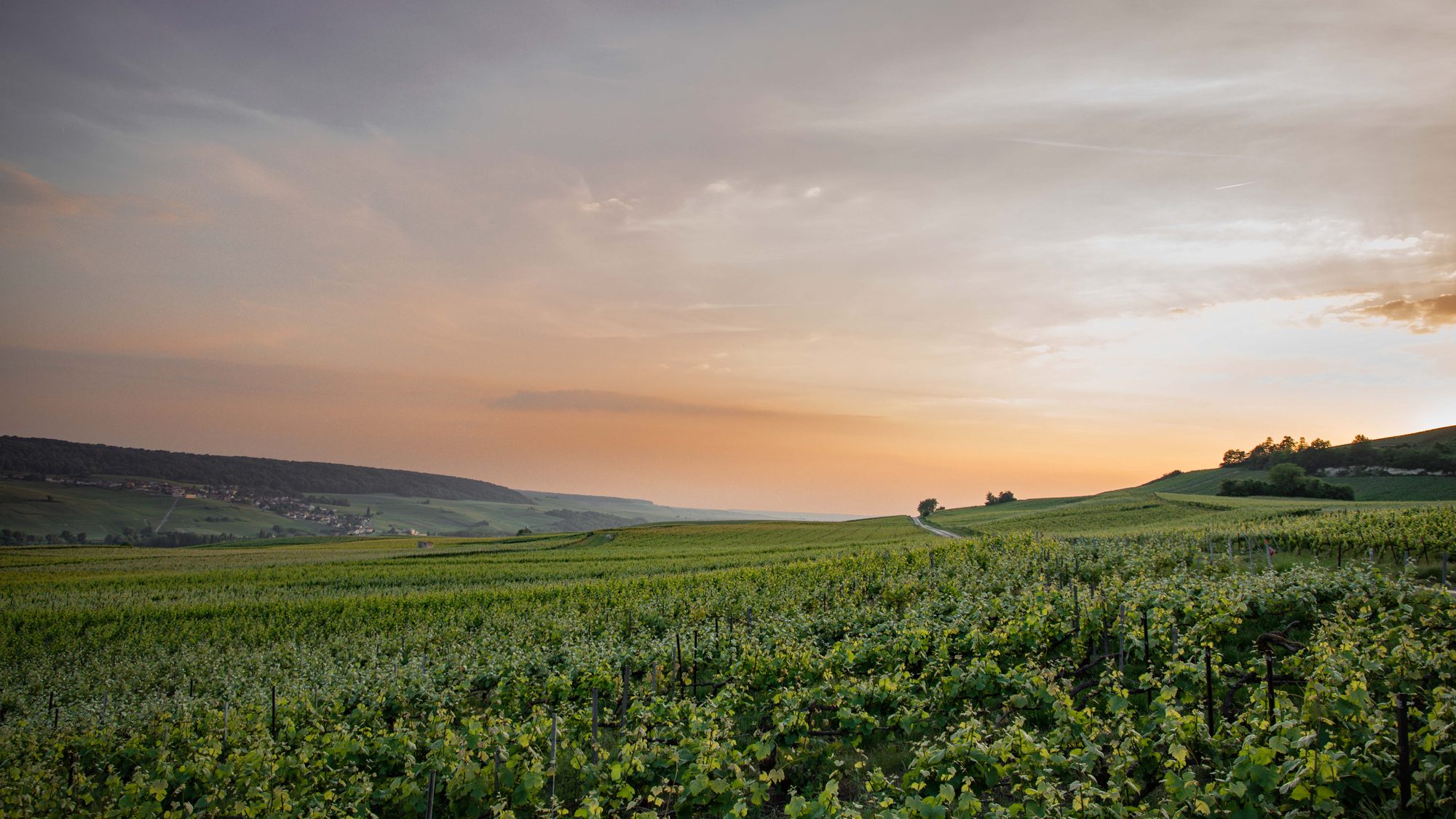 Coteaux de vignes à l’aube, Vallée de la Marne