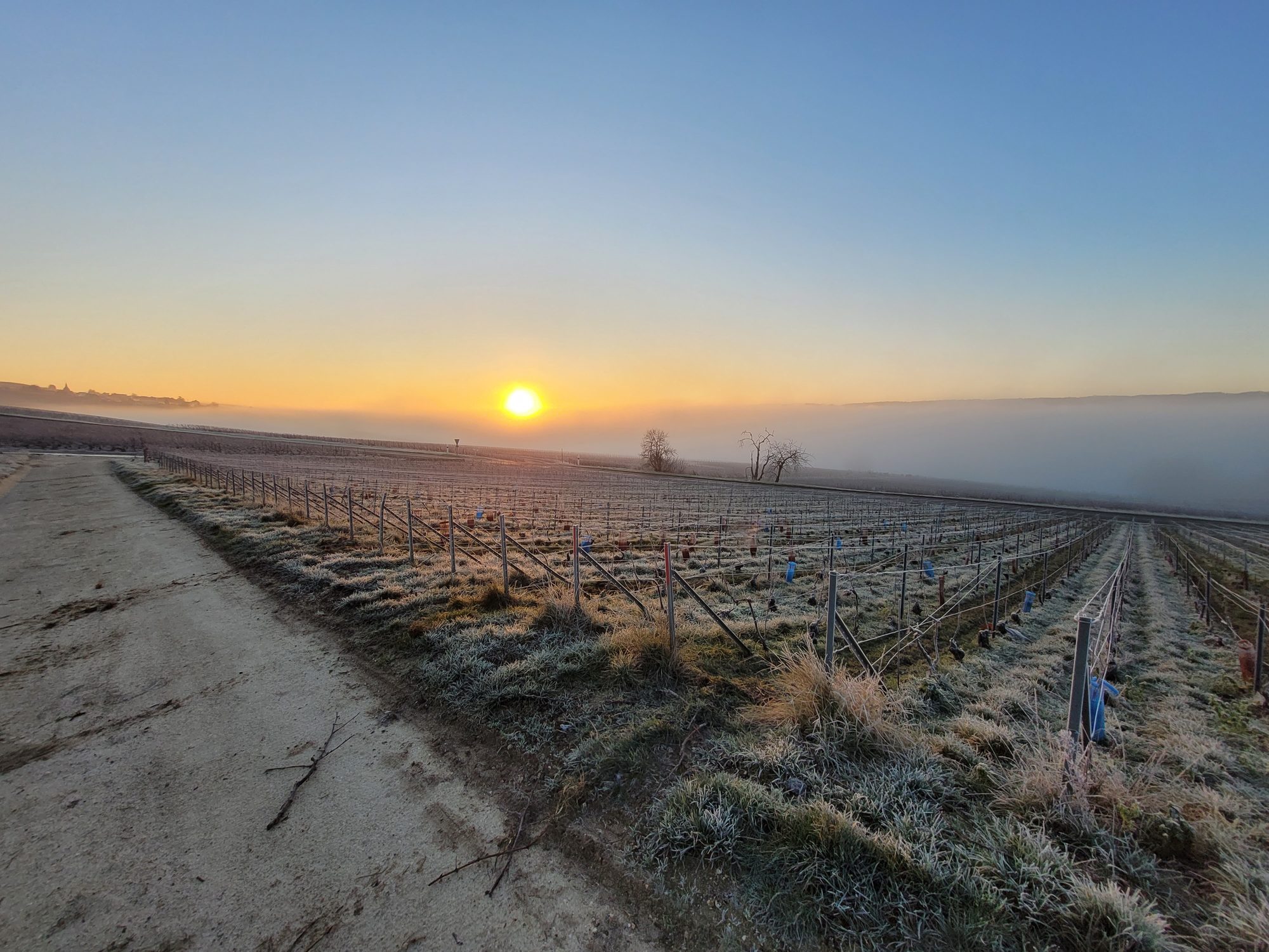 Vignes givrées au lever du soleil en hiver, Vallée de la Marne